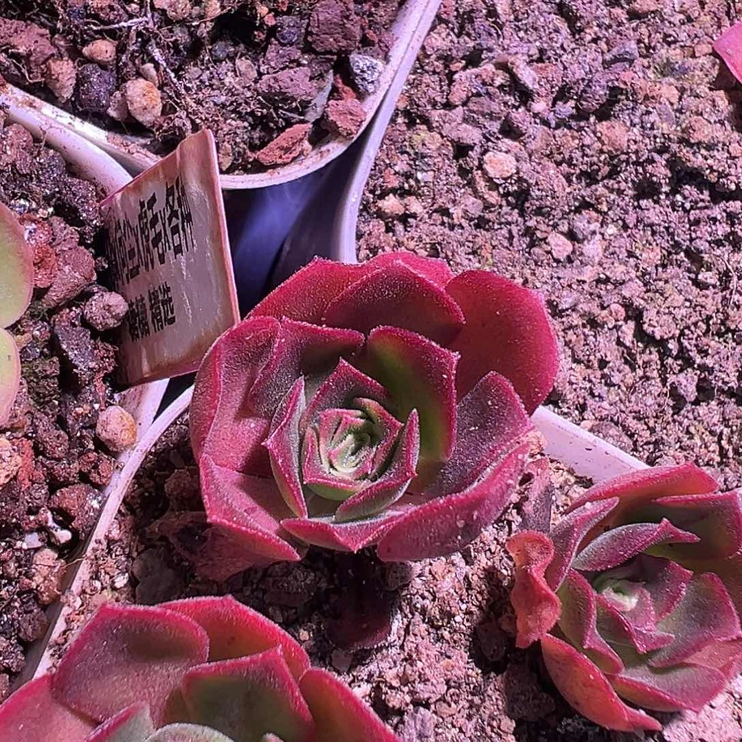若初x问尘 侧芽 T005