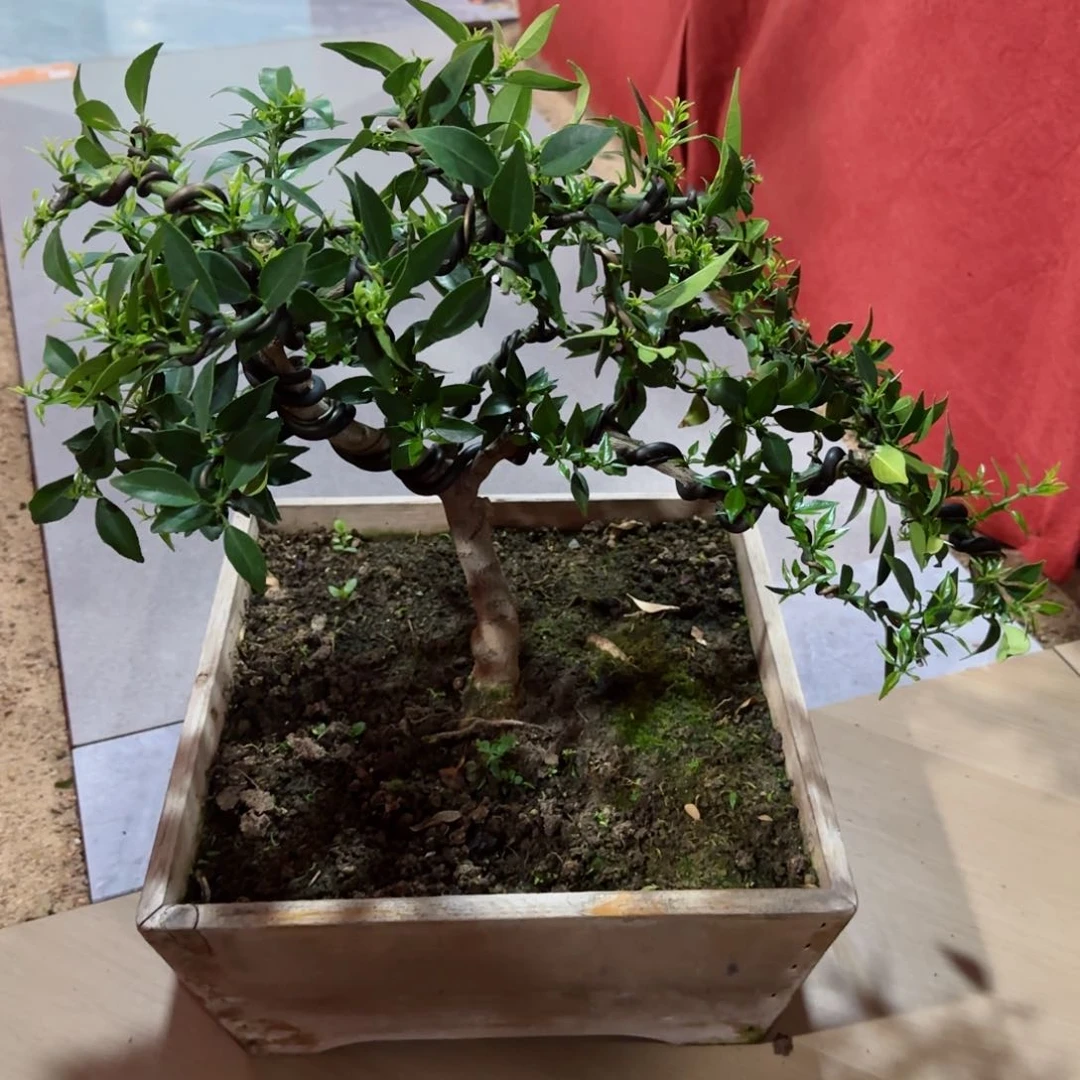 盆景欣进口品种八房柑