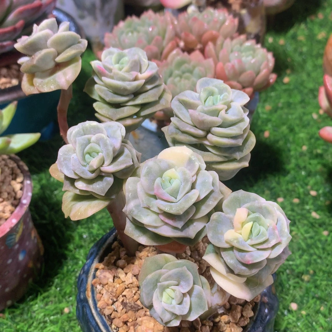 可爱玫瑰锦13公分一物一拍