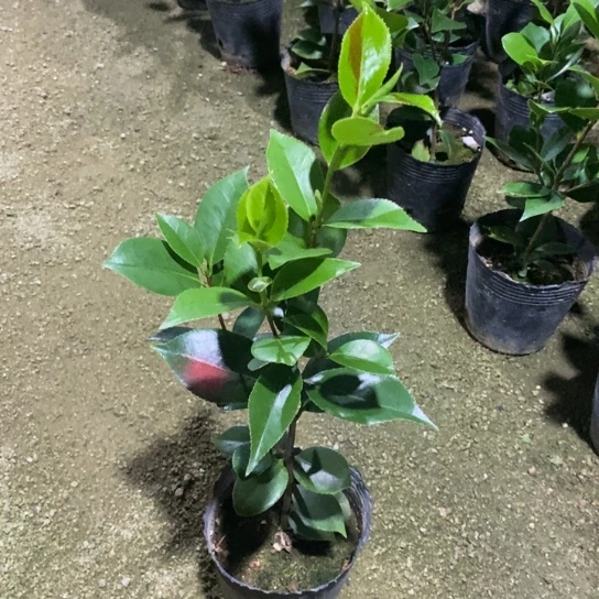当前无花栽培后可以开花