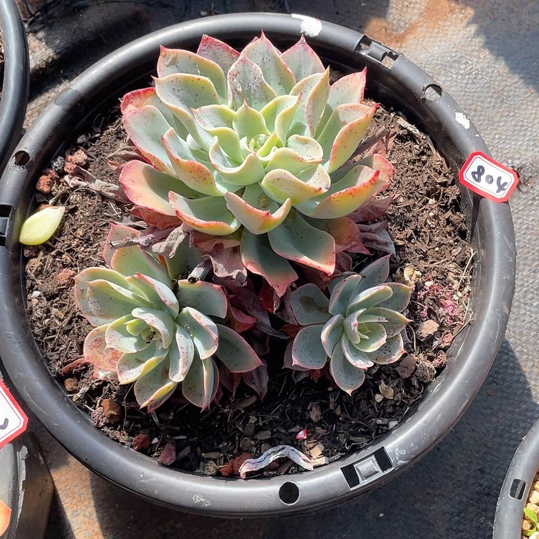 804蓝宫 一物一拍多肉