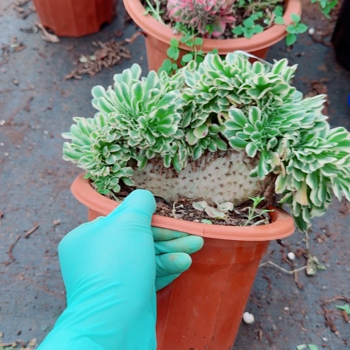 129迈巴赫缀化多肉植物
