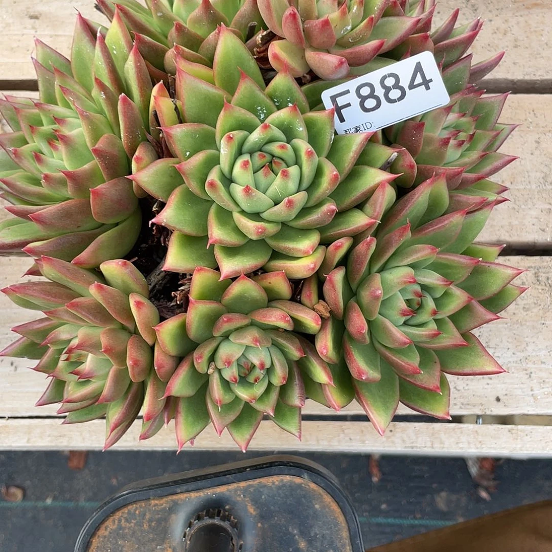 若如东云单拍F884