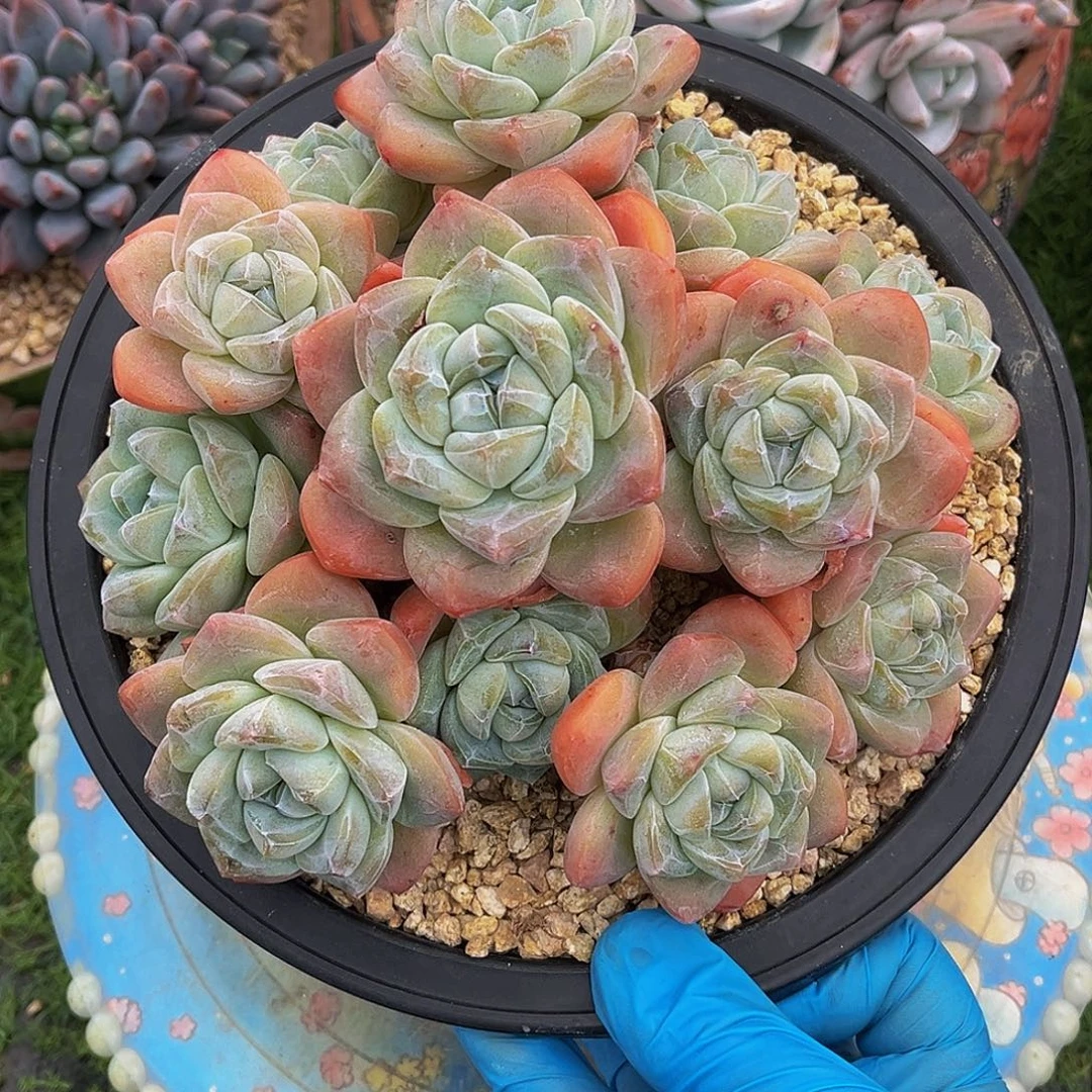 小脸胖冰玉一物一拍