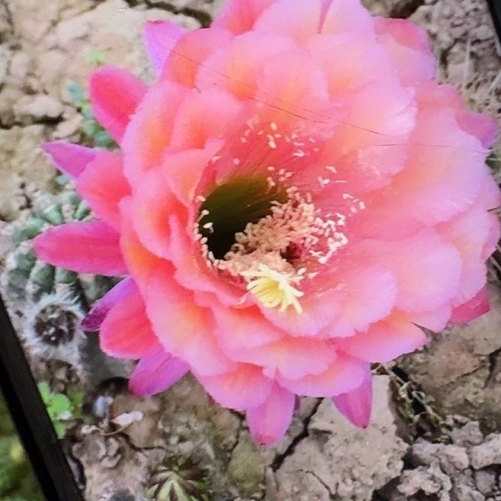 xt侧芽5公分毛花柱