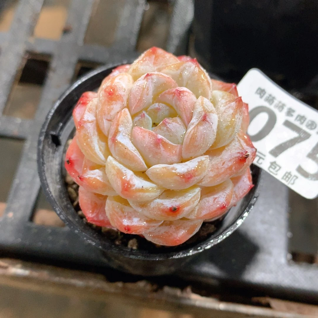 肉萌萌拇指盆精控多肉YV075