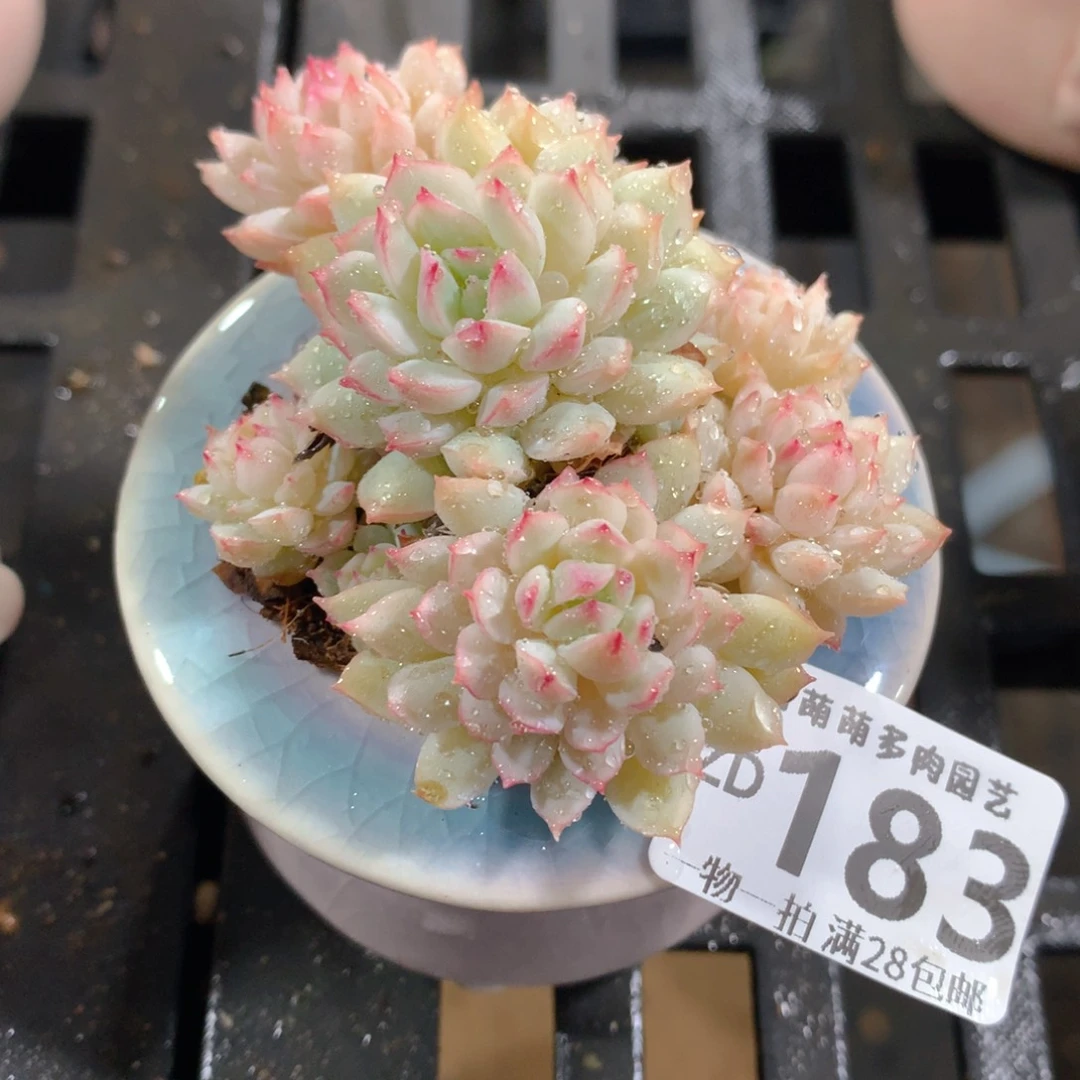 肉萌萌拇指盆精控多肉ZD183