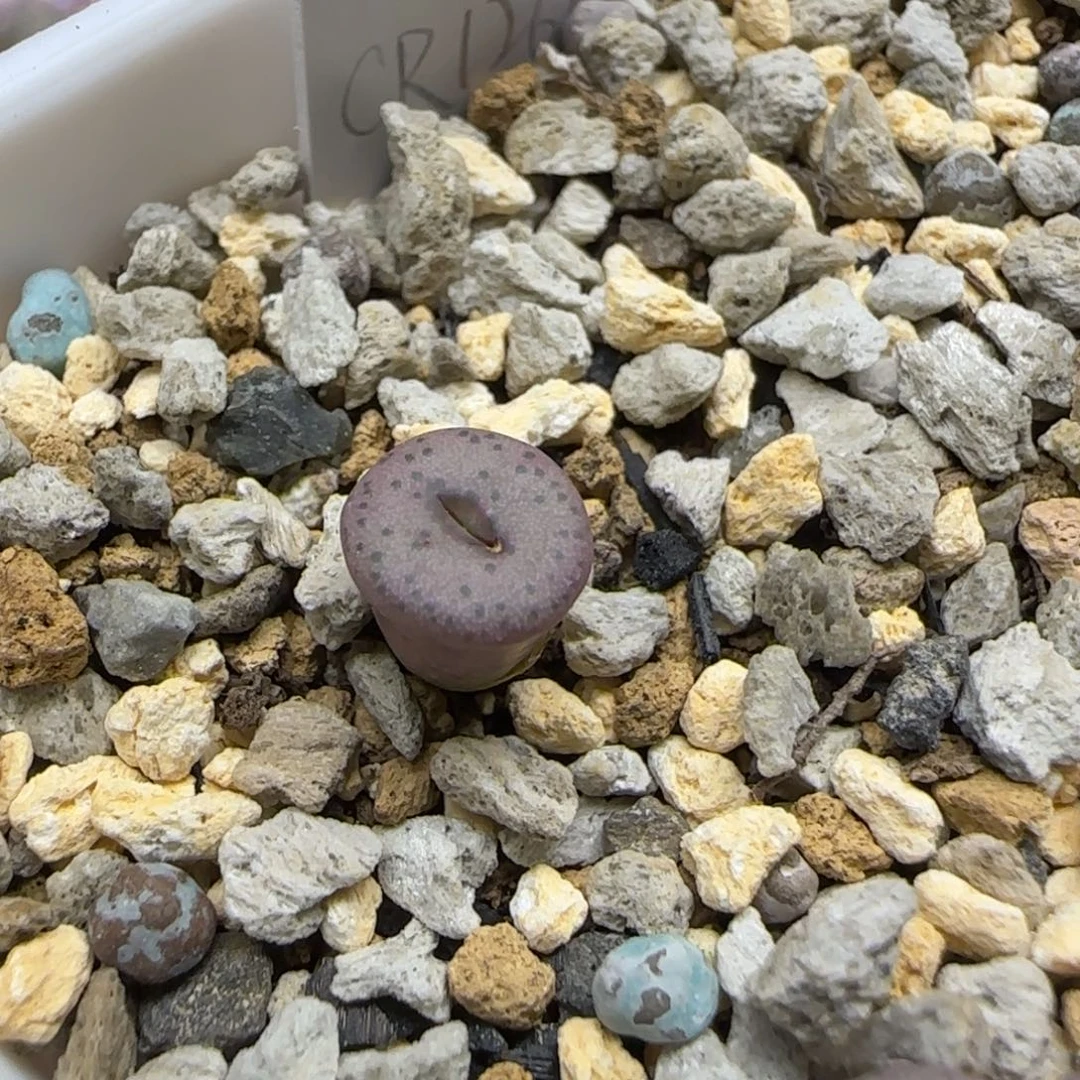 菠***冰克里斯纽扣多肉植物一颗