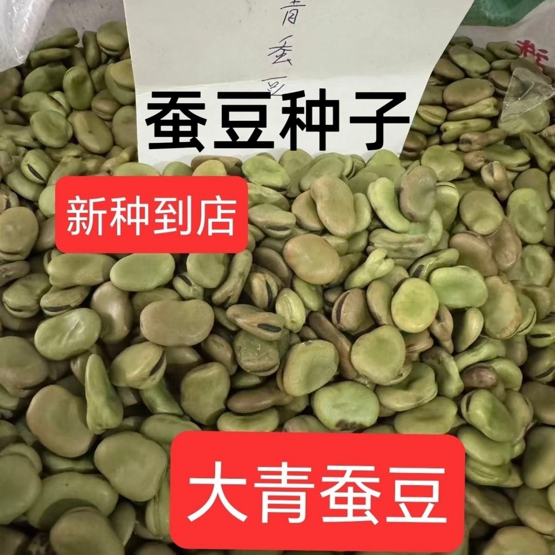 蚕豆种子高产早熟耐寒绿宝蚕豆籽春秋冬季播种青皮蚕豆罗汉豆种籽