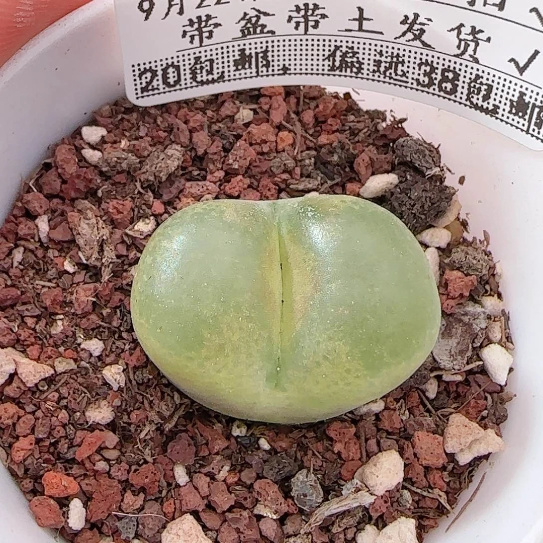 多肉0922--286毛汗尼