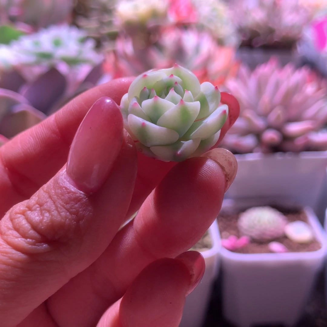 松果红爪覆轮锦砍头