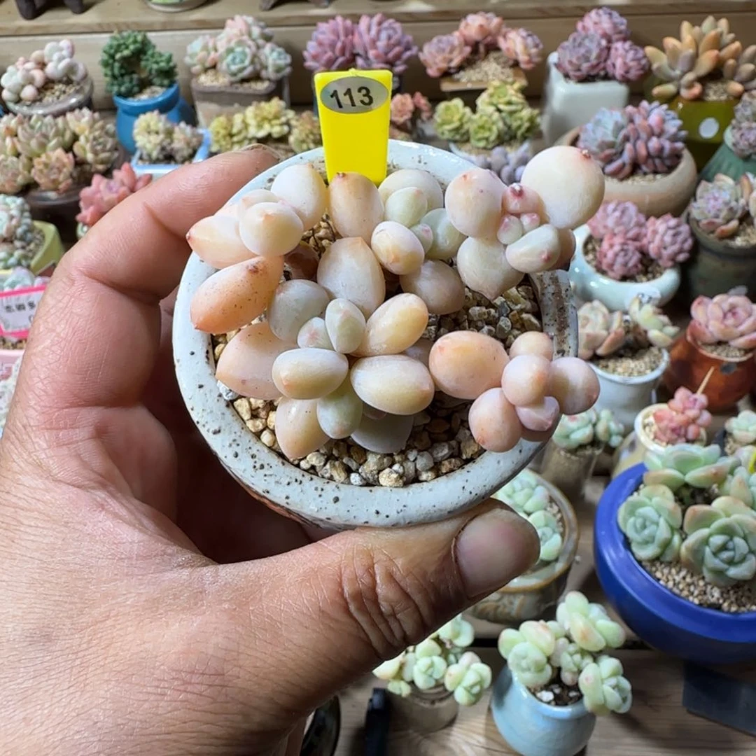 113香水老桩无砍00000