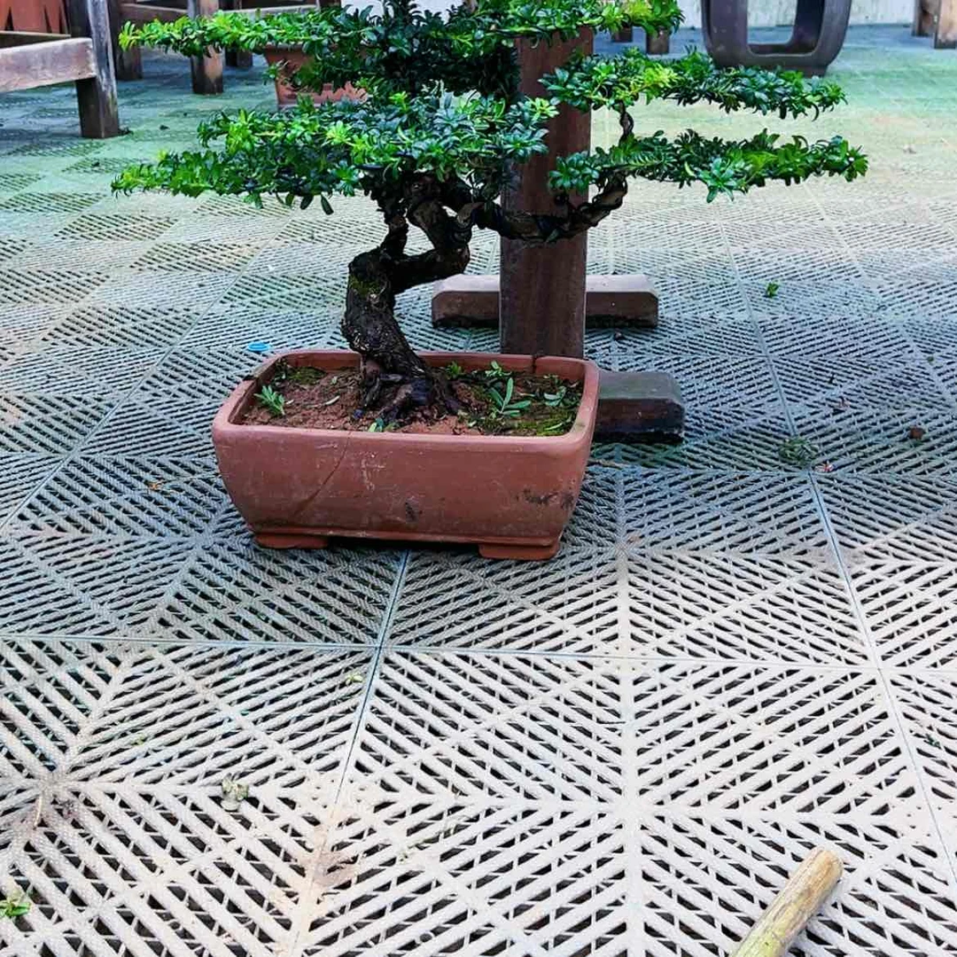 【闪购商品】无花朵罗汉松盆景艺术