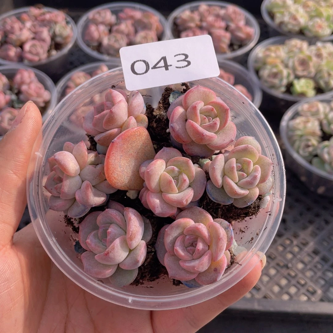 云糖心多肉植物43