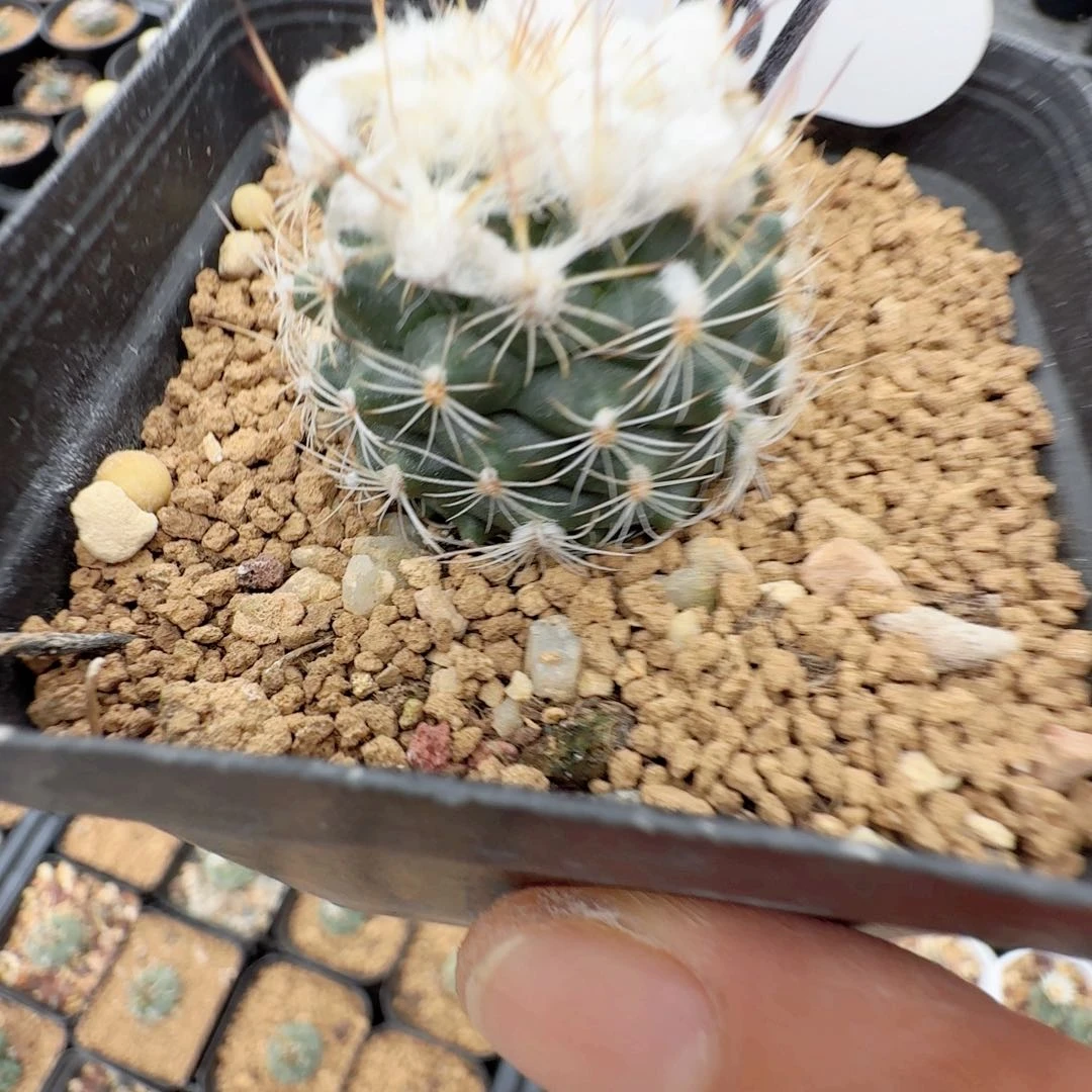 107实生海胆脱土发货