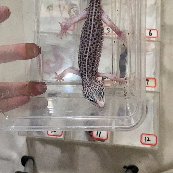 银河呃呃呃呃呃呃呃