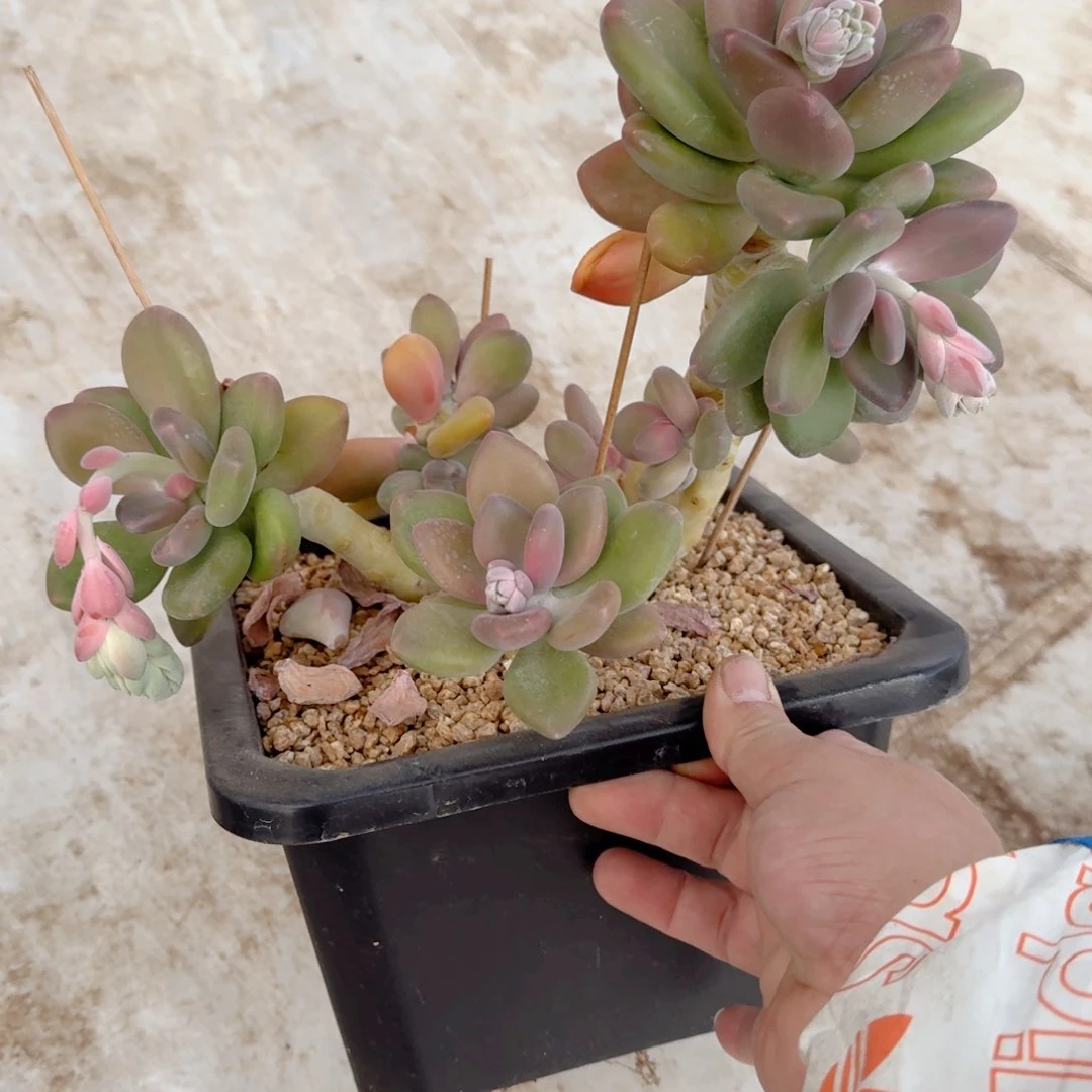 多肉植物芒果奶007