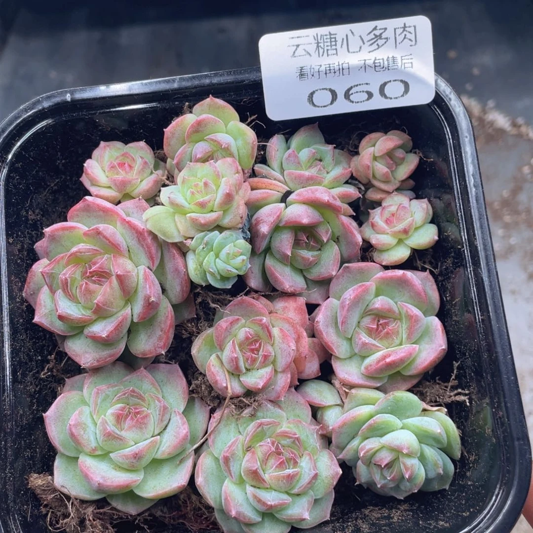 云糖心多肉植物60
