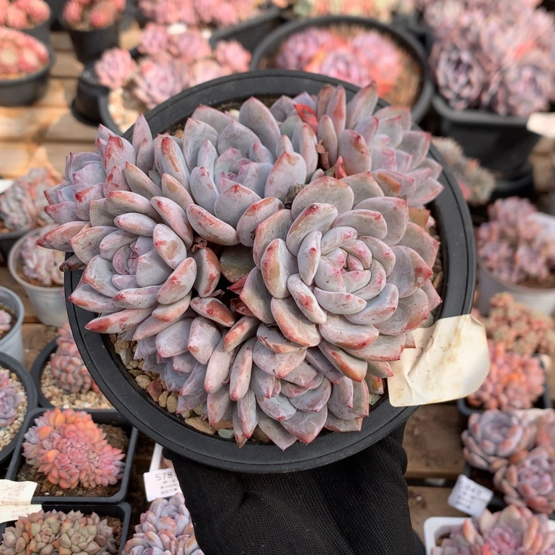 15厘米有砍九头石榴籽 特价 5281