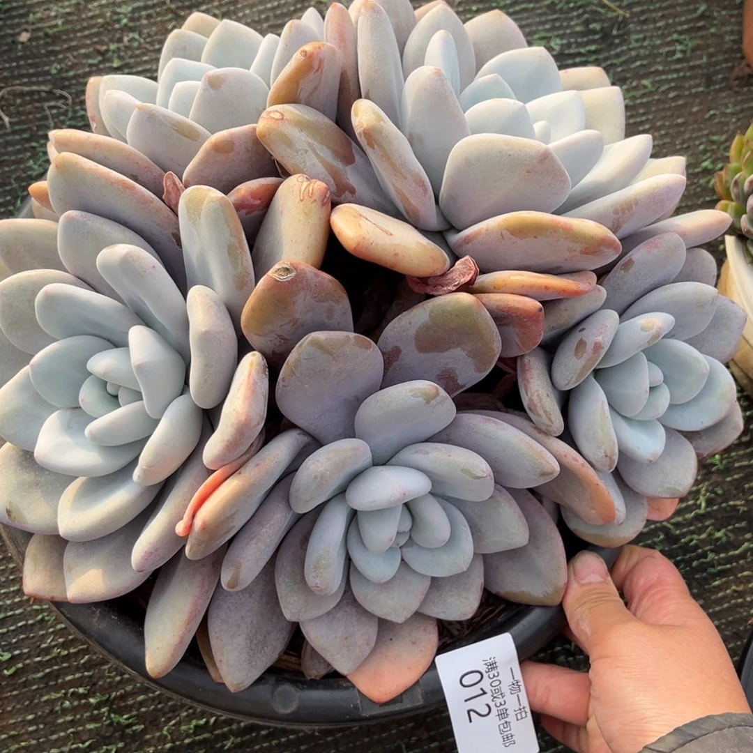012圆叶多肉植物……