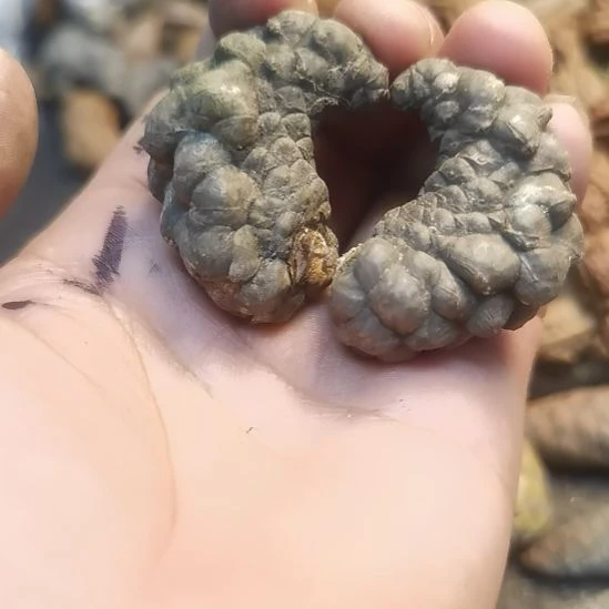 桃核吊坠拿姐直播间，65