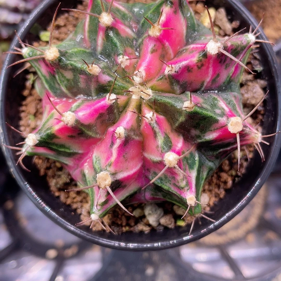 1-169米哈锦6.2厘米