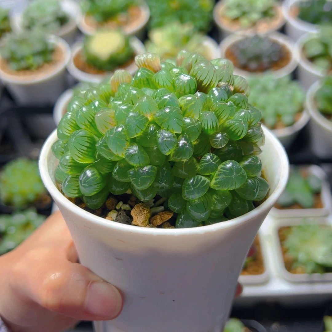 小叶冰灯群多肉多肉多肉