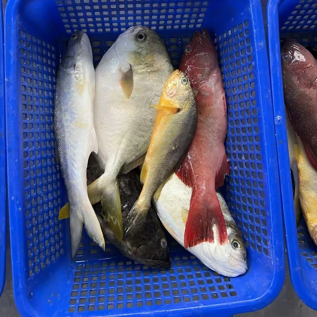 海鲜套餐B 东星杂鱼 6种组合 海鲜混搭  送礼  阳江海陵岛发货