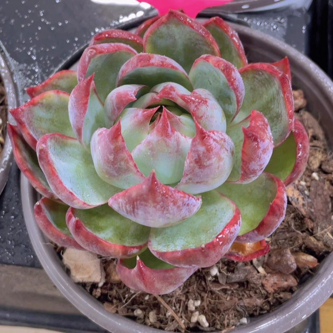 944号 宽叶惊鸿仙子单头一个