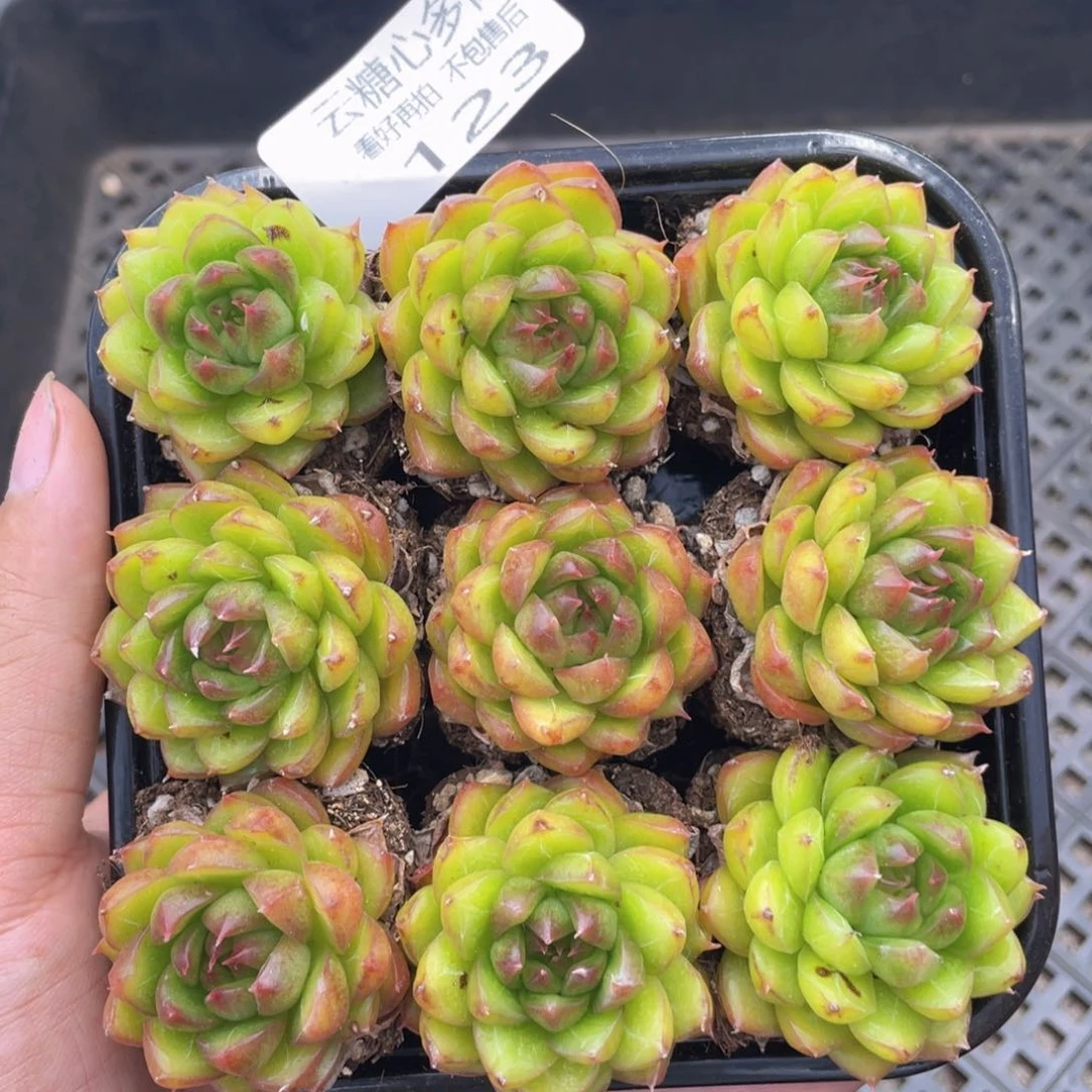 云糖心多肉植物123