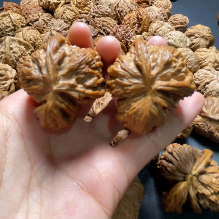 白狮子两棱挂角42尺寸核桃哈哈哈哈哈哈哈