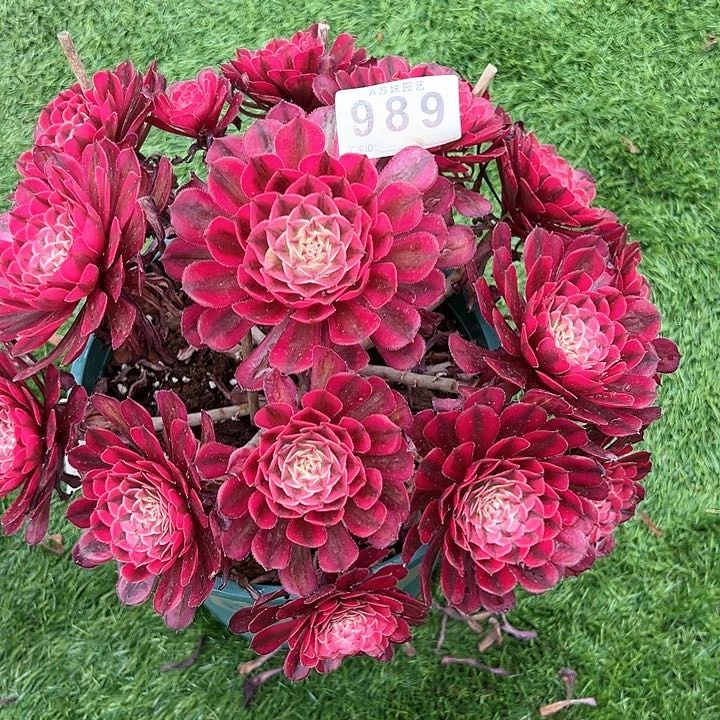 随*?989白月光多肉植物