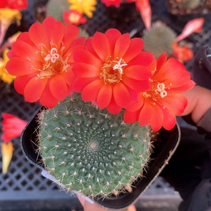 14实生宝山脱土发货