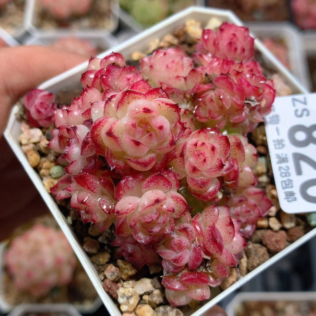 5CM拇指盆精控多肉ZS820