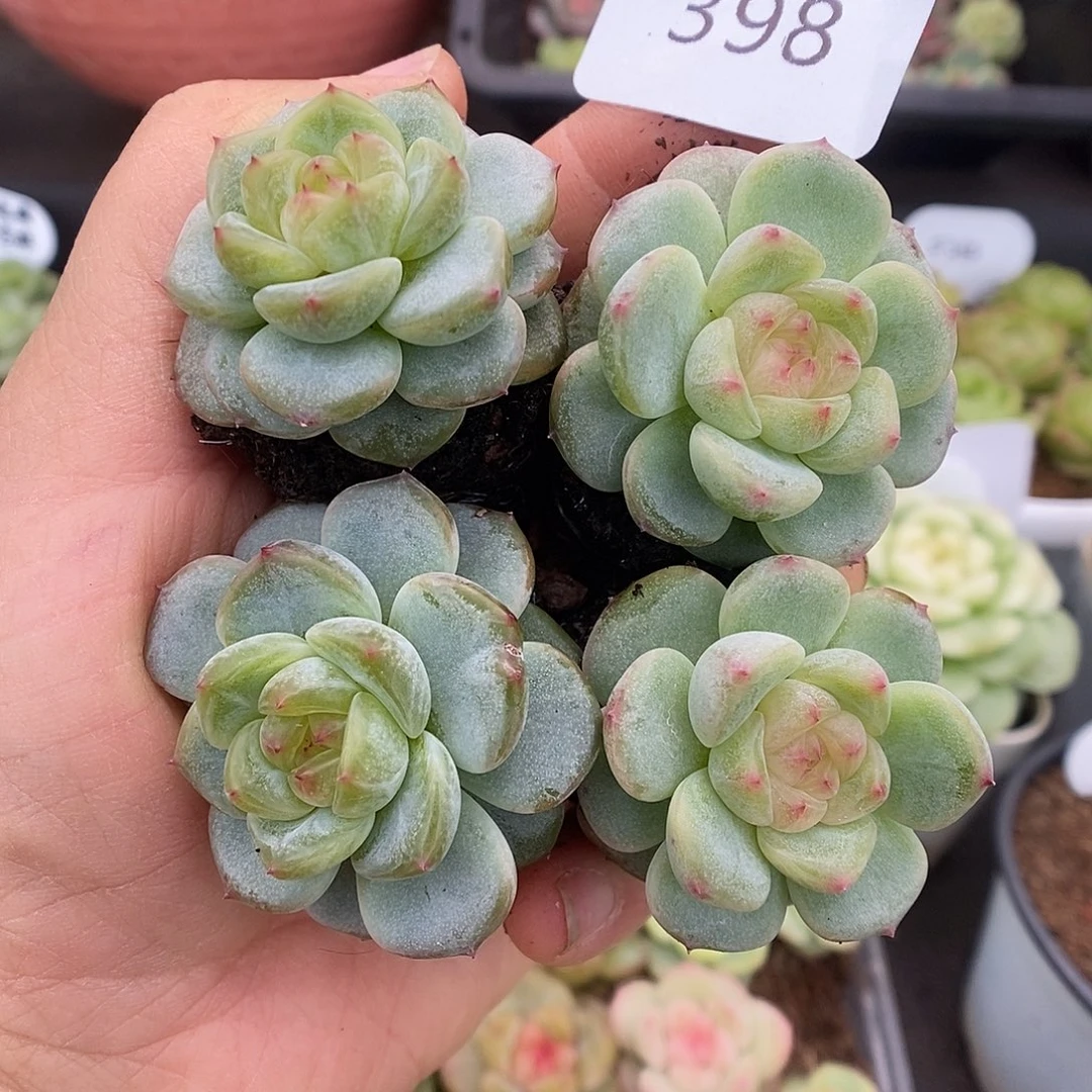 一物一拍一物一拍926-398