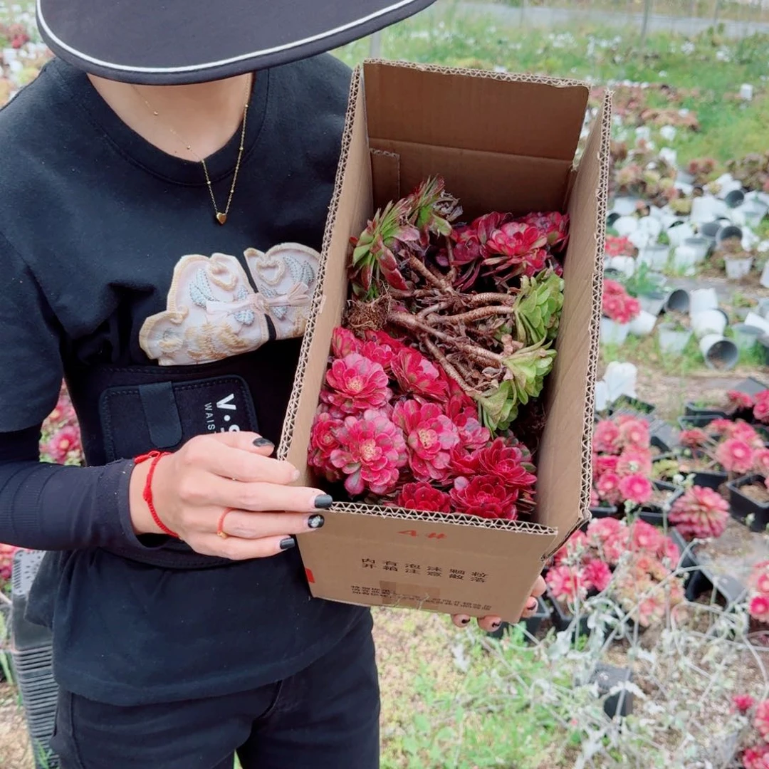 多肉法师14杯小规格保底6棵