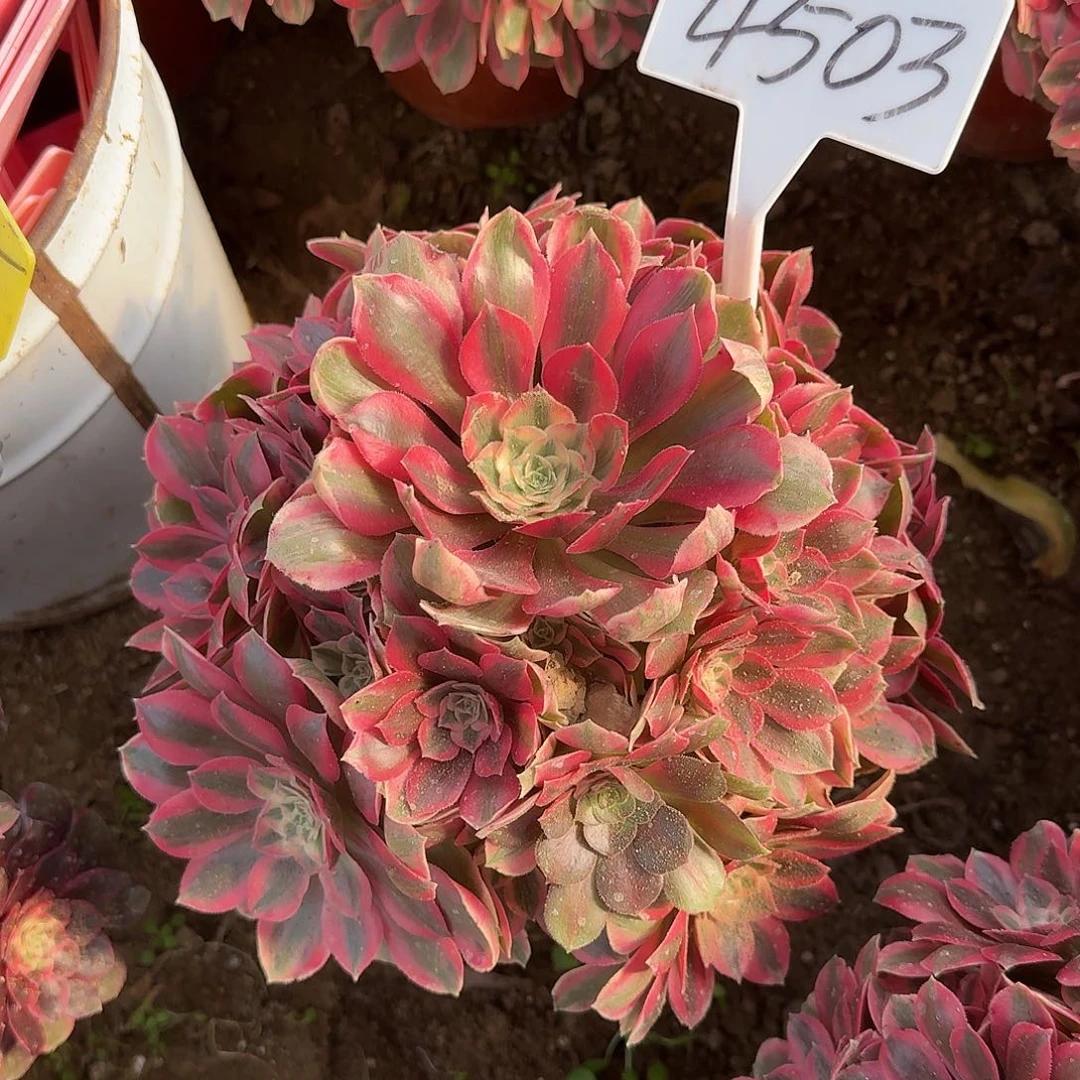 4503女妖多肉法师多肉法师