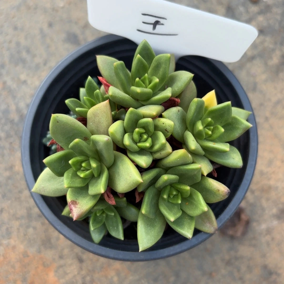 绿体法若莫莎，仙女杯多肉