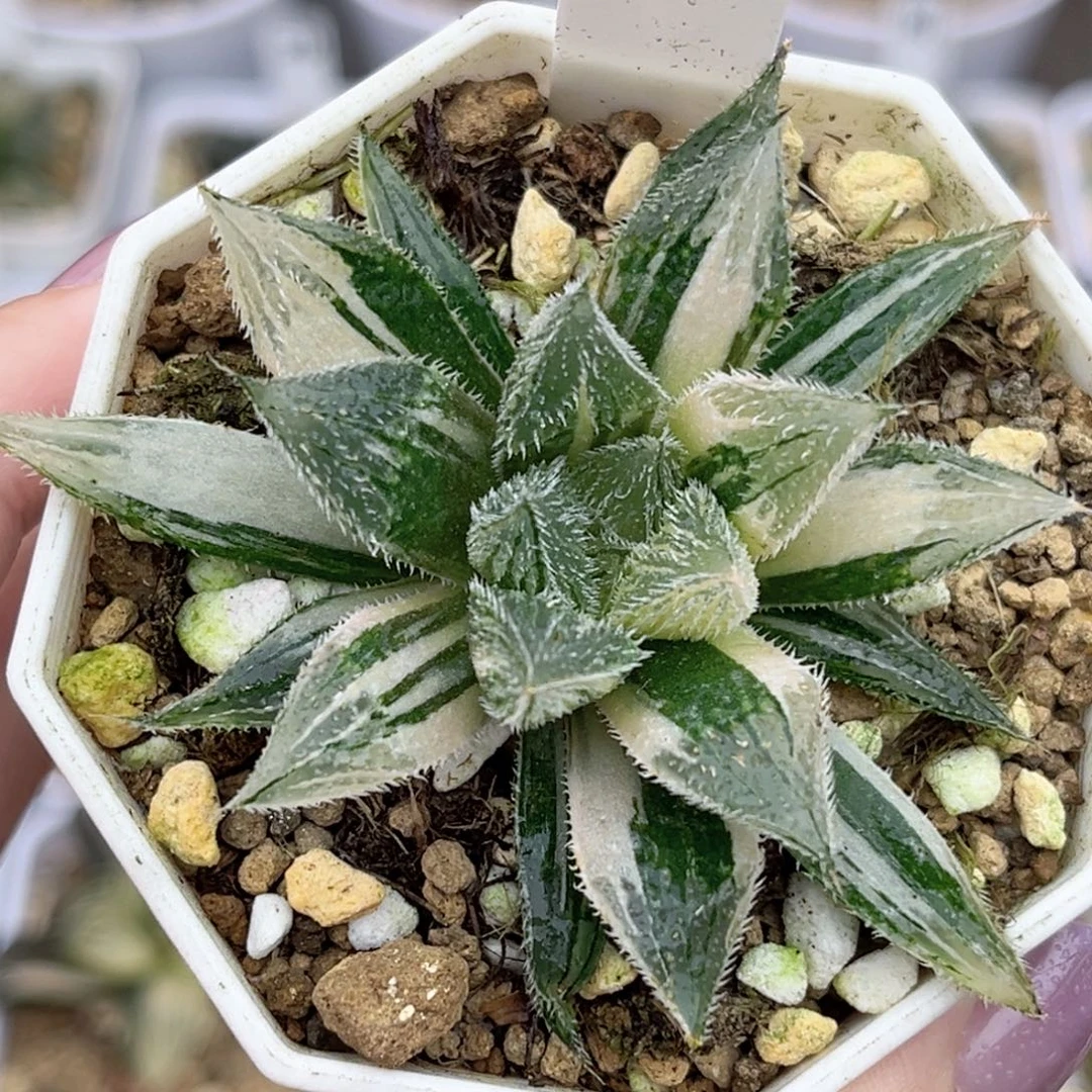 129绘卷锦福利专场