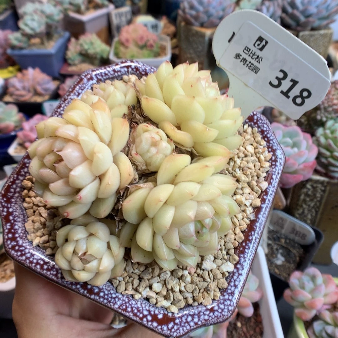 s***.318麦杆多肉植物一个