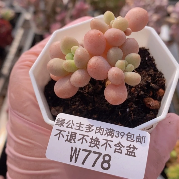 鱼子酱5cm778多肉