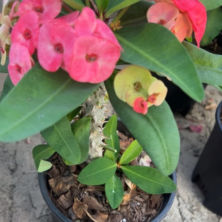 泰品扦插一物一拍