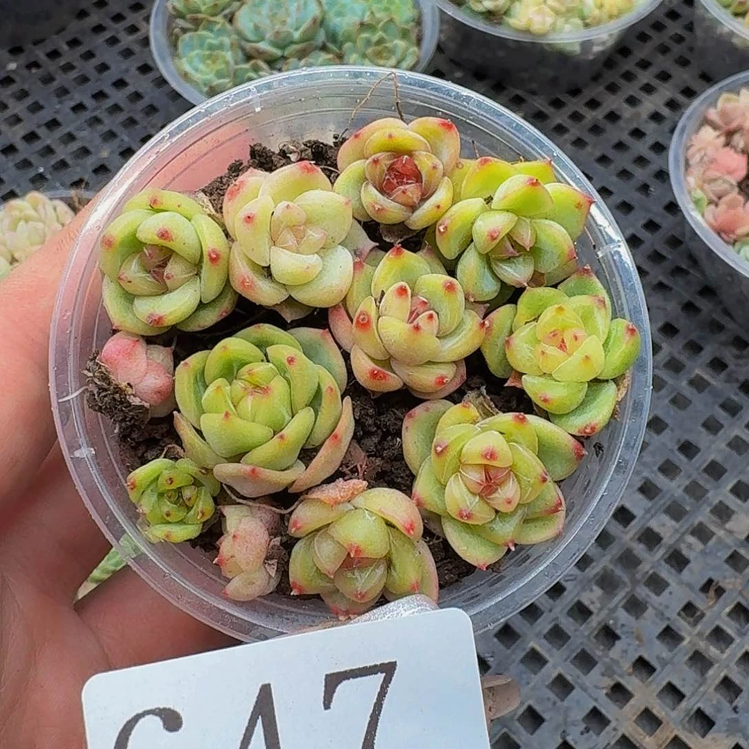 多肉植物多肉植647