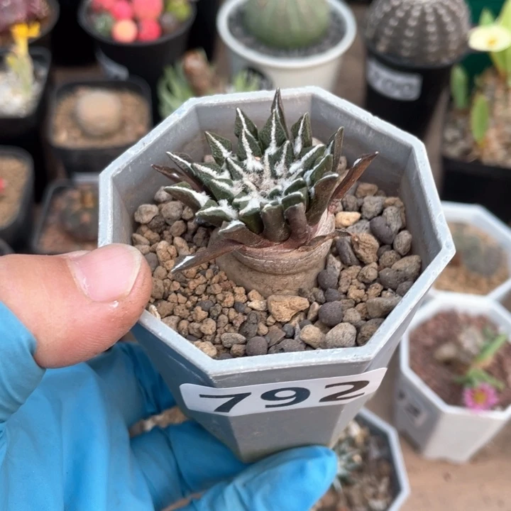 ?****?792实生黑牡丹仙人球