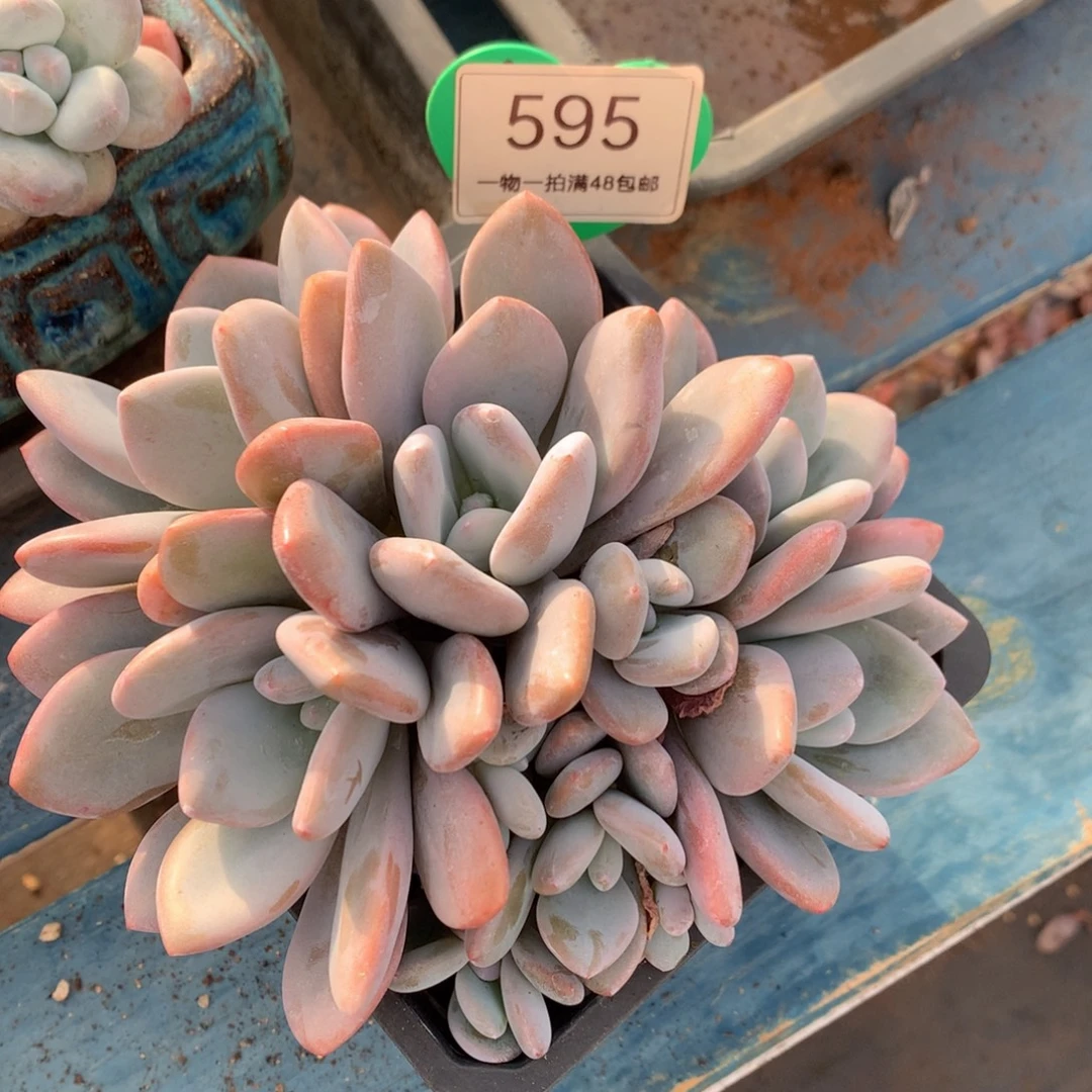 粉兔群生一物一拍