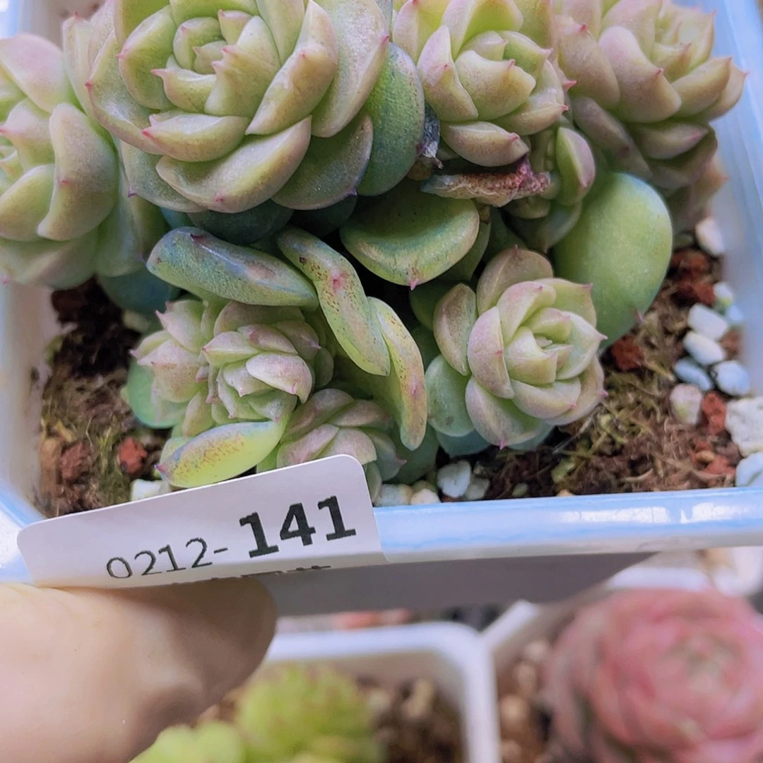 『****』00000000000141一物一拍