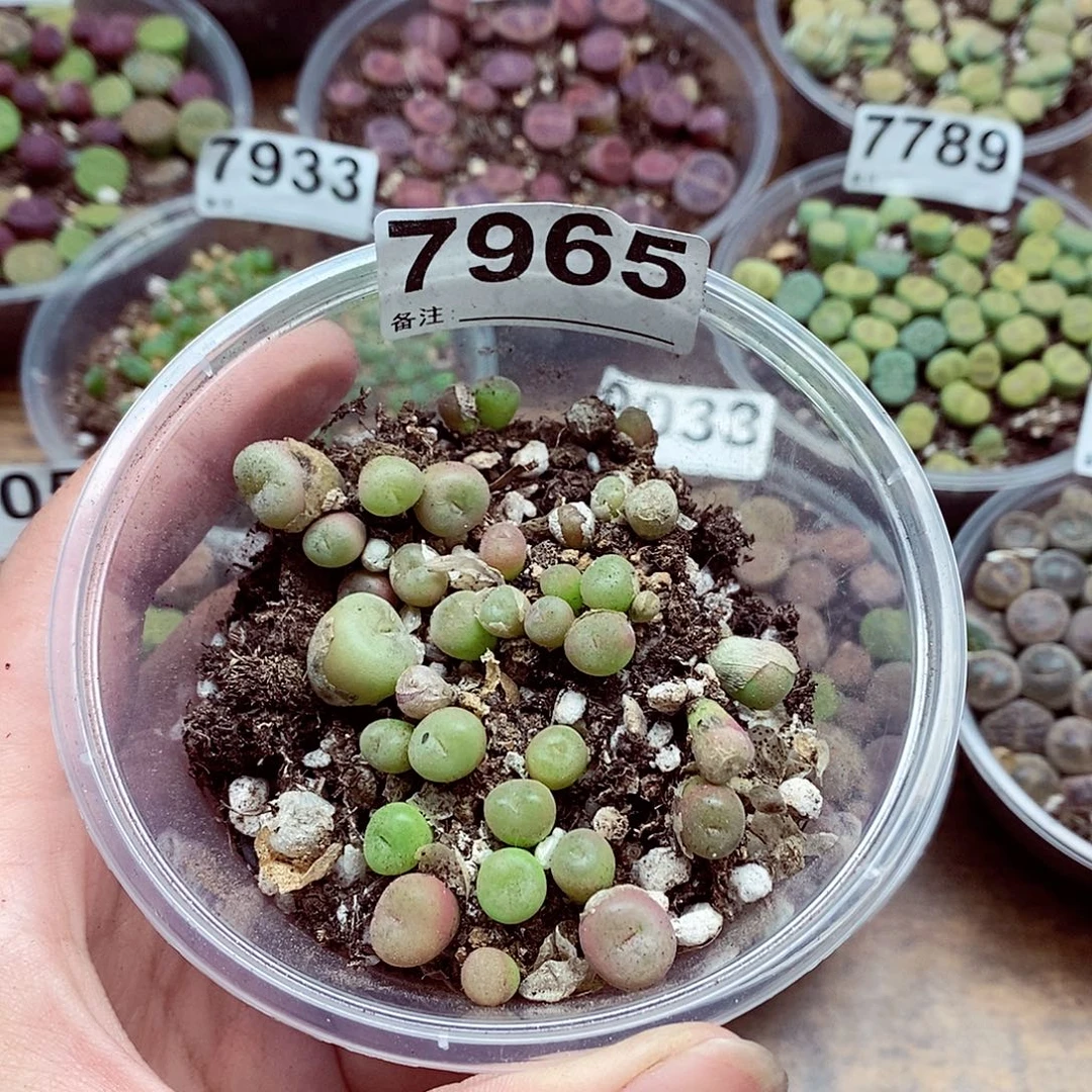 7965空卡佛啦啦啦