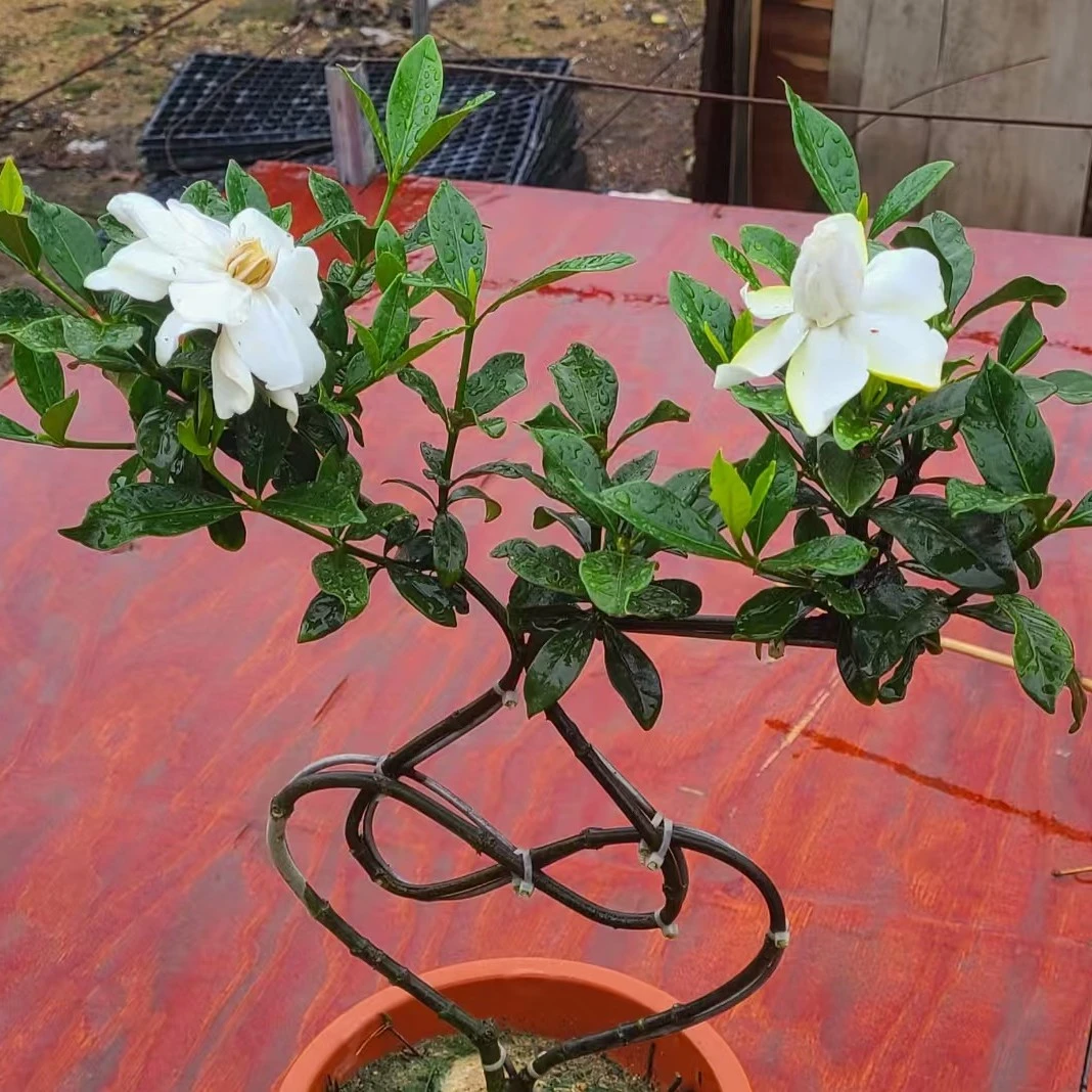 桅子花，开花清香花爱心造型，白色∏