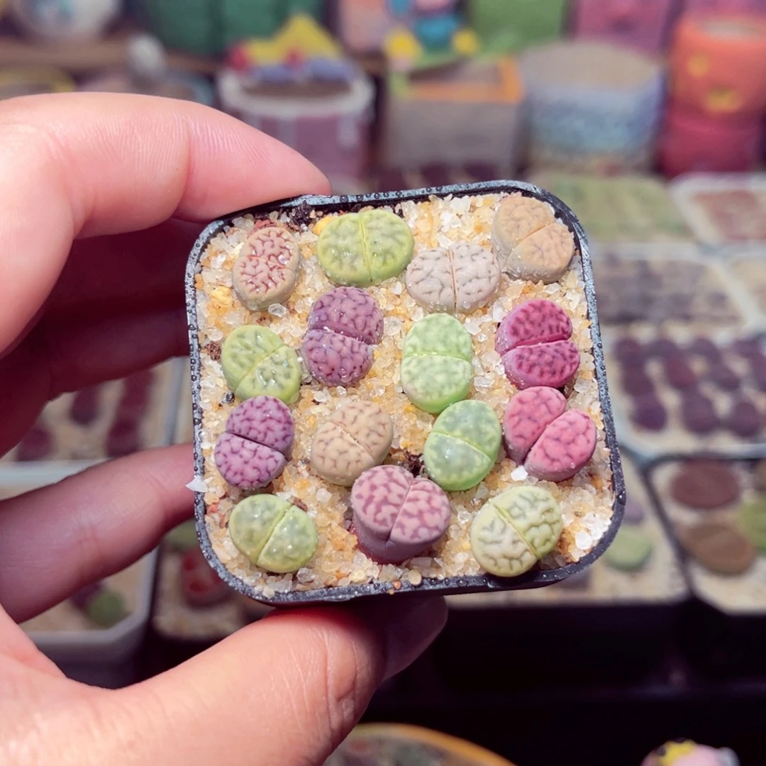 30号带盆包邮发货