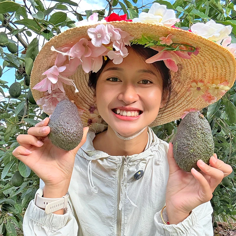 【之书家】云南哈斯牛油果新鲜采摘绵密糯香宝宝辅食代餐产地直发